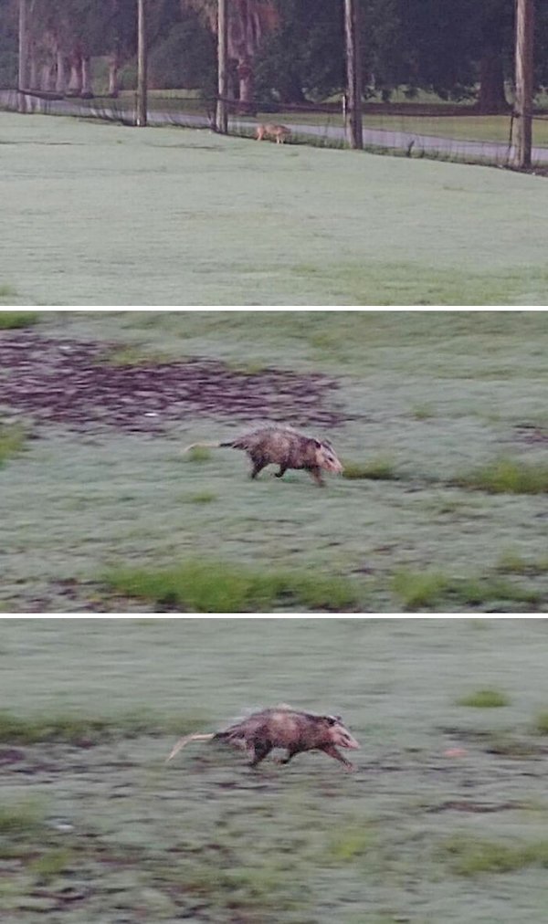 Wildlife Photography (31 pics)