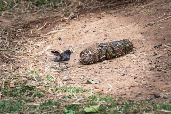 Wildlife Photography (31 pics)