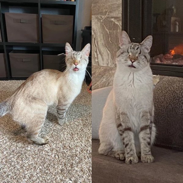 Welcome Adoption Heroes (20 pics) Welcome Adoption Heroes (20 pics)