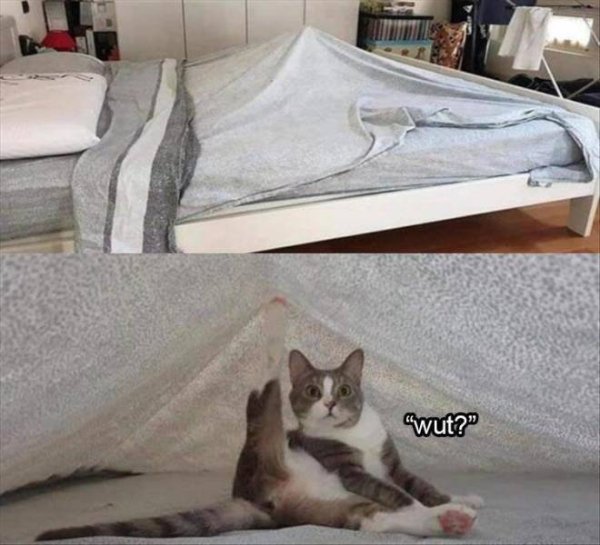 Cats Memes And Pictures (35 pics)