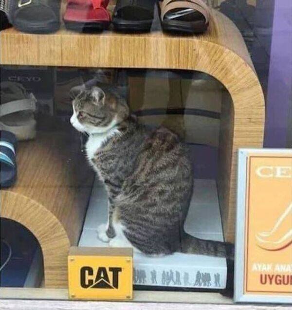 Acid Picdump 2 (58 pics)