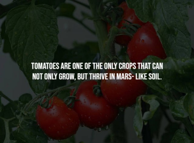 Curious Facts (17 pics)