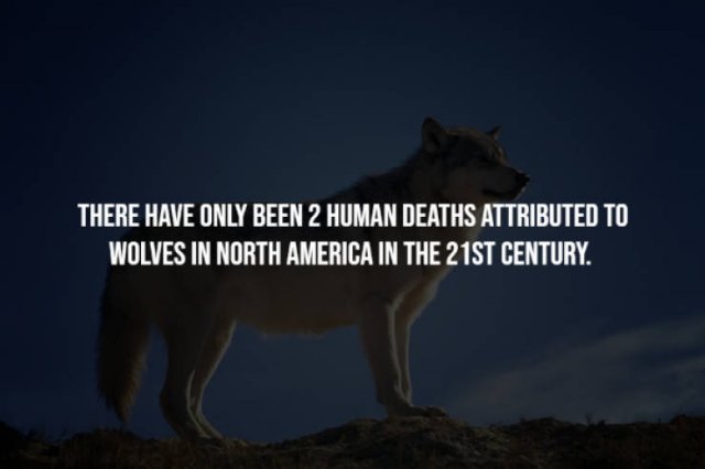 Curious Facts (17 pics)