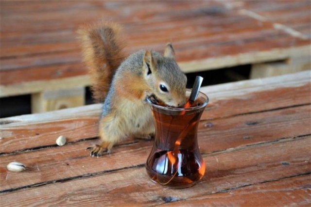 Acid Picdump 1 (85 pics)