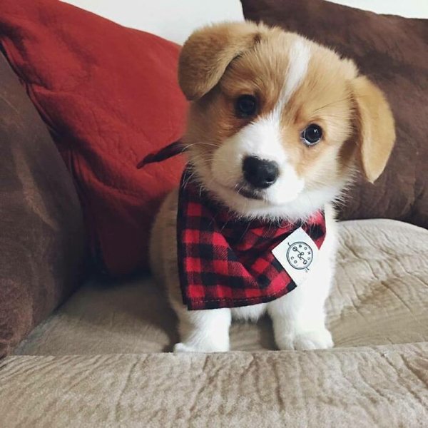 Cute Corgis (45 pics)