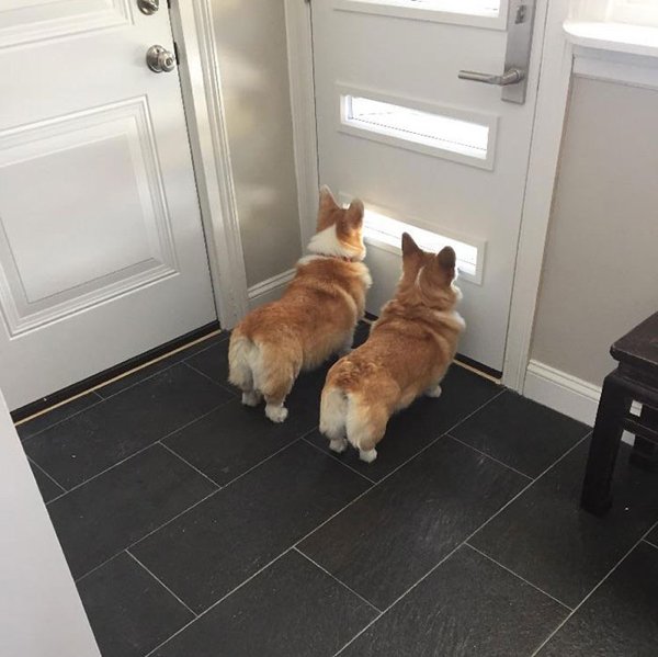 Cute Corgis (45 pics)