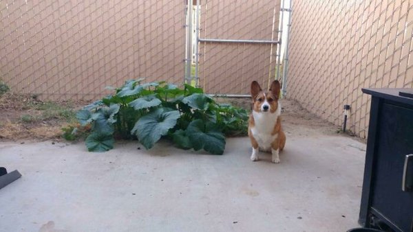 Cute Corgis (45 pics)