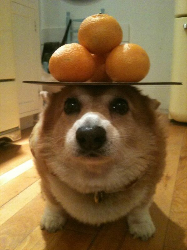 Cute Corgis (45 pics)