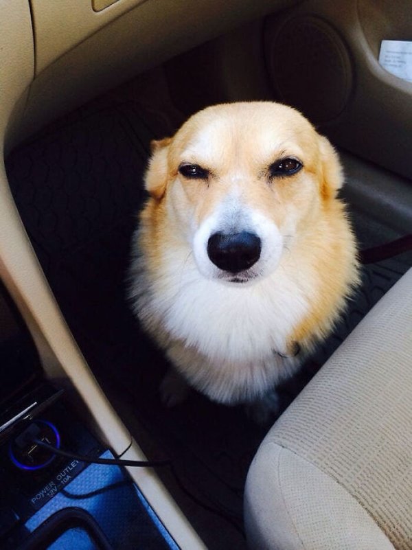 Cute Corgis (45 pics)