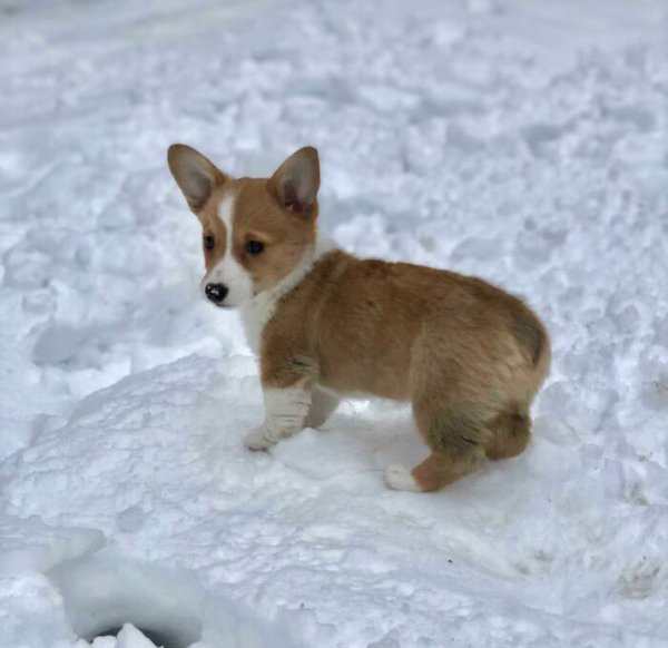 Cute Corgis (45 pics)