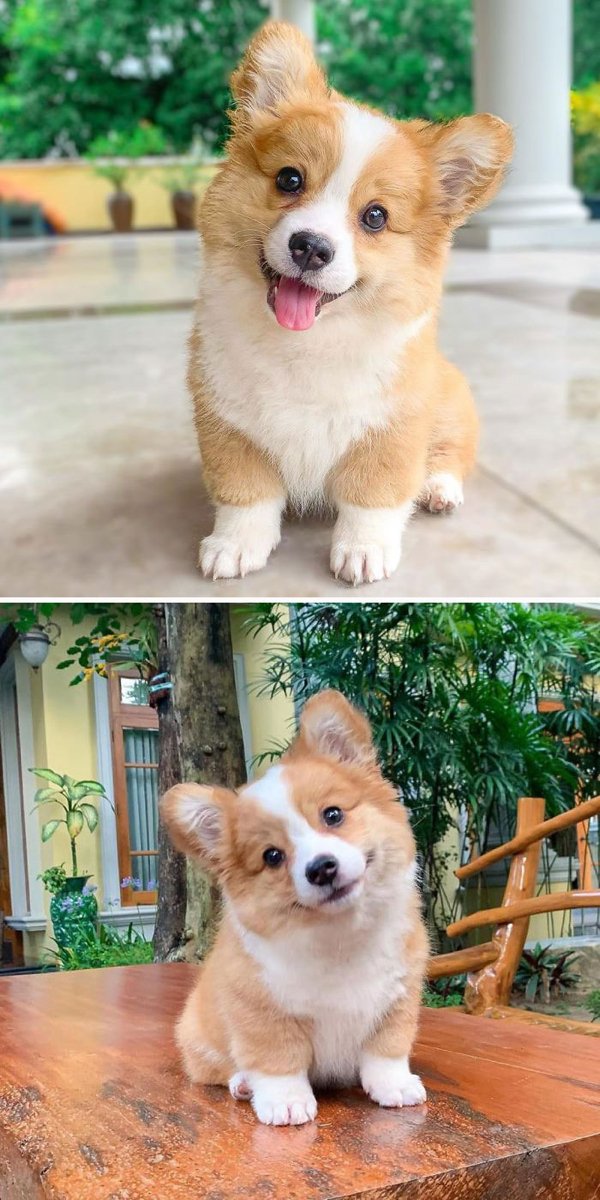 Cute Corgis (45 pics)