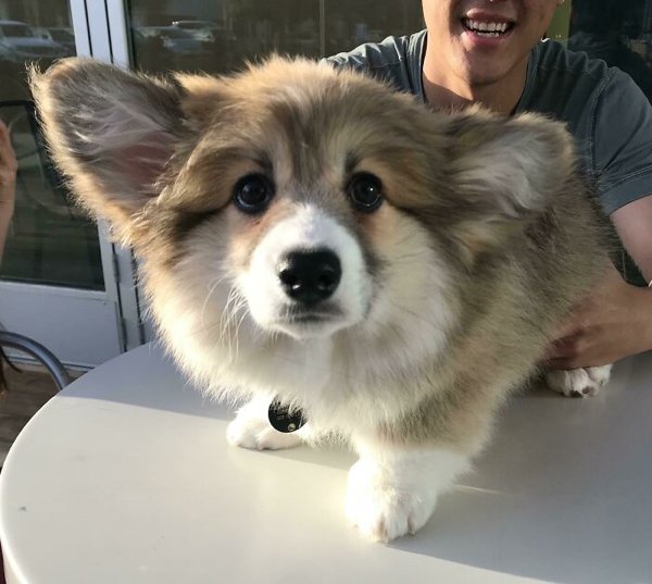 Cute Corgis (45 pics)