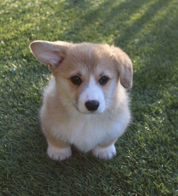 Cute Corgis (45 pics)