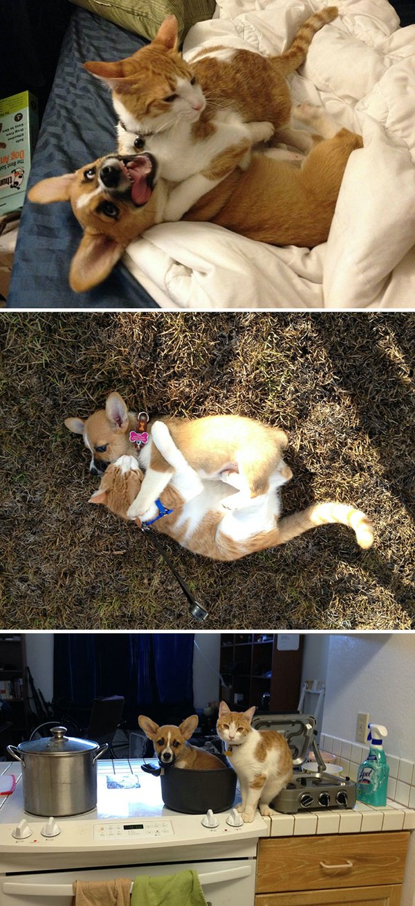 Cute Corgis (45 pics)