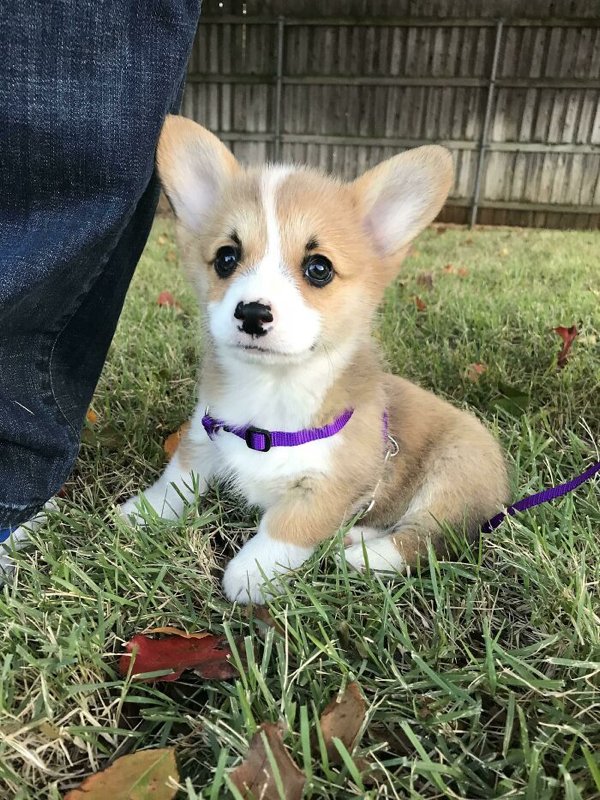 Cute Corgis (45 pics)