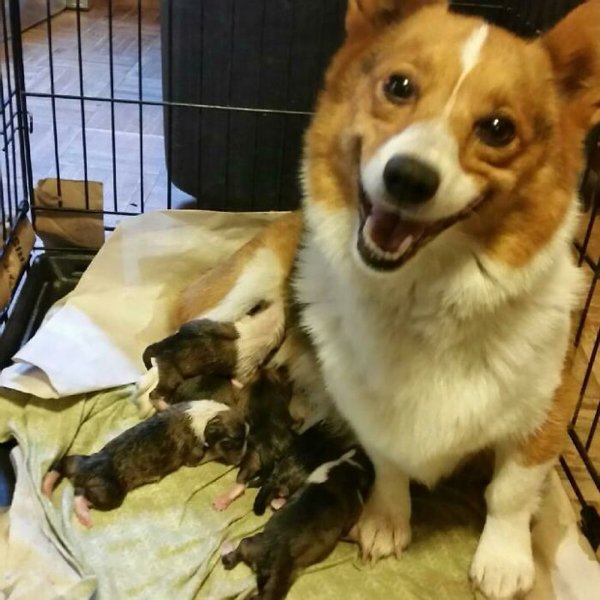 Cute Corgis (45 pics)