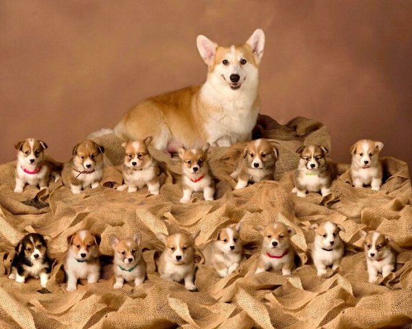 Cute Corgis (45 pics)