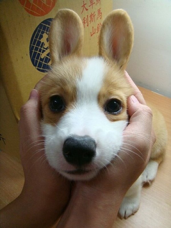 Cute Corgis (45 pics)