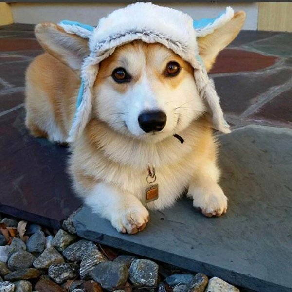 Cute Corgis (45 pics)