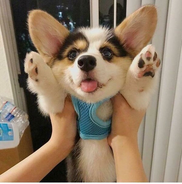 Cute Corgis (45 pics)