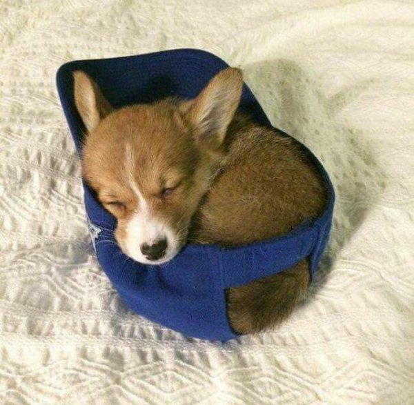 Cute Corgis (45 pics)