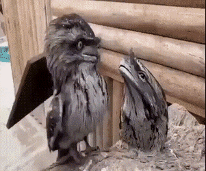 Acid Gifdump, November 24 (25 gifs)
