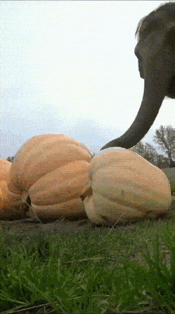 Acid Gifdump, November 24 (25 gifs)