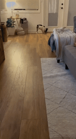Acid Gifdump, November 24 (25 gifs)