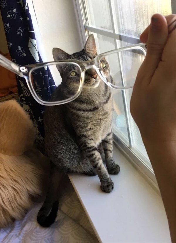 Animals Through The Glass (27 pics)