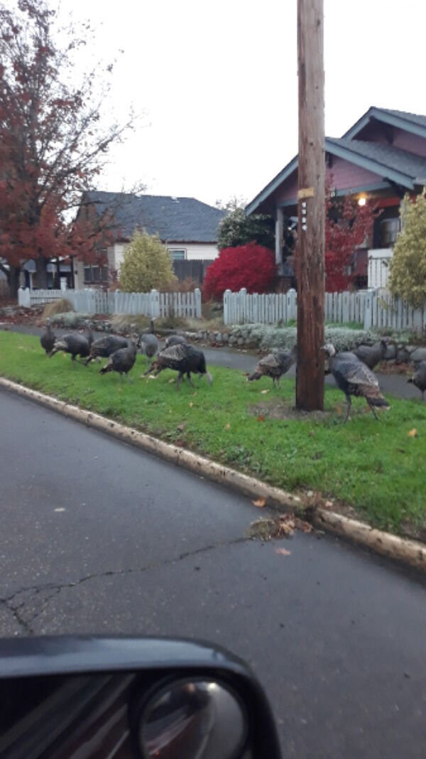 Thanksgiving Day Memes (59 pics)