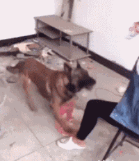 Acid Gifdump, November 25 (25 gifs)