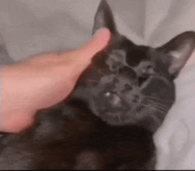 Acid Gifdump, November 25 (25 gifs)