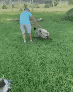 Acid Gifdump, November 25 (25 gifs)
