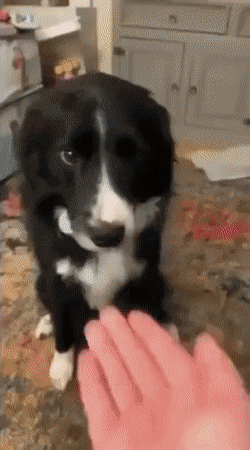 Acid Gifdump, November 25 (25 gifs)
