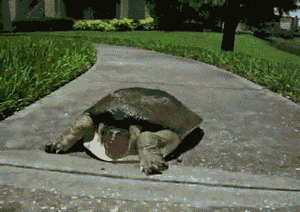 Acid Gifdump, November 26 (25 gifs)