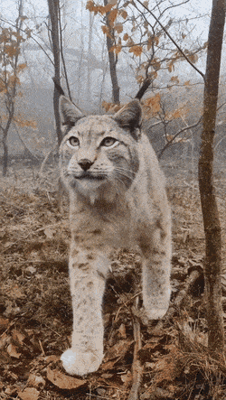 Acid Gifdump, November 26 (25 gifs)