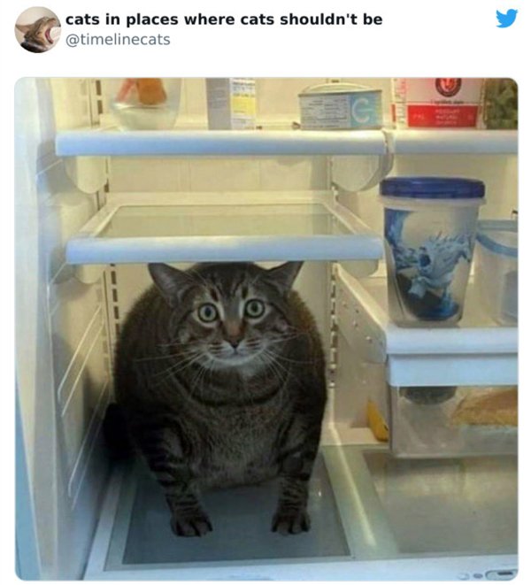 Cats In Unexpected Places (30 pics)