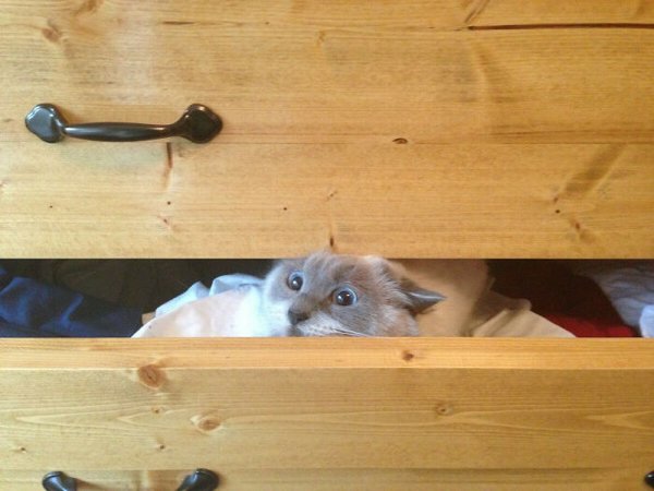 Cats In Unexpected Places (30 pics)