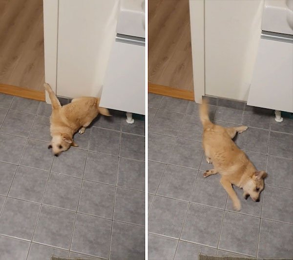 These Dogs Are Broken (35 pics)