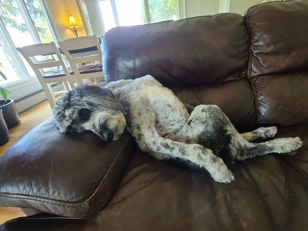 These Dogs Are Broken (35 pics)