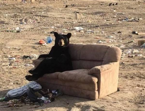 Funny Animals (55 pics)