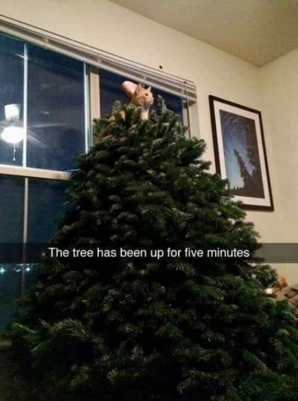 Random Funny Memes (38 pics)
