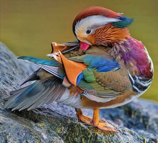 Nature's Beauty (30 pics)