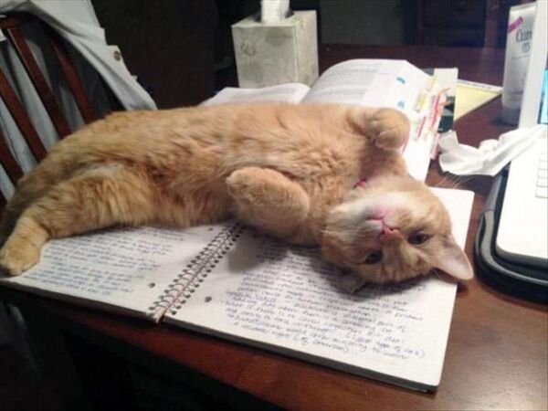 Hilarious Cats (27 pics)