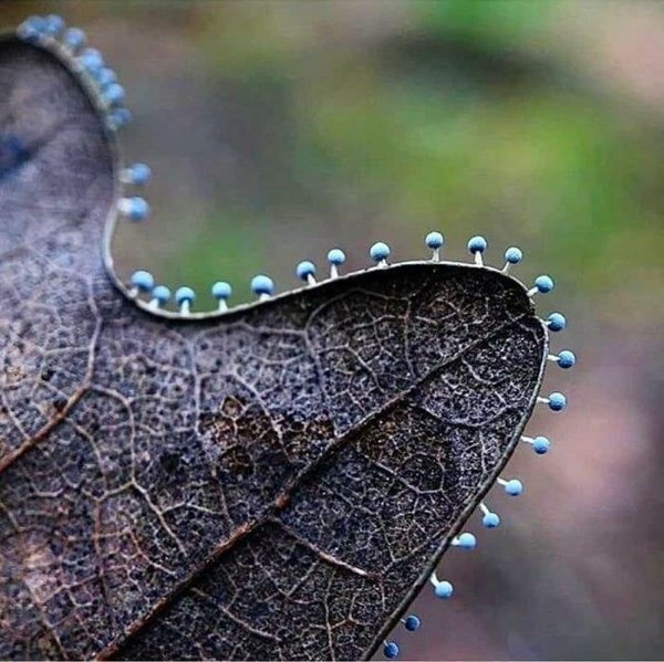 Nature's Beauty (30 pics)