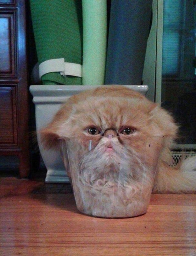 Funny Animals (51 pics)