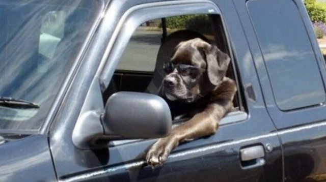 Funny Animals (51 pics)