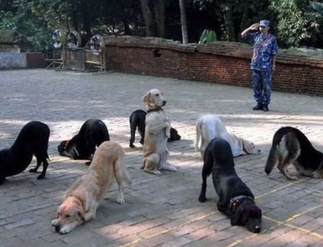 Funny Animals (51 pics)