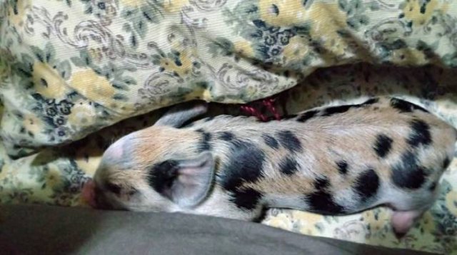 When Your Piglet Grow So Fast (11 pics)