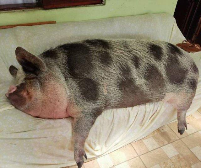 When Your Piglet Grow So Fast (11 pics)